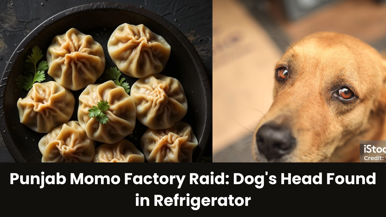 Punjab Momo Factory Raid: Dog's Head Found in Refrigerator